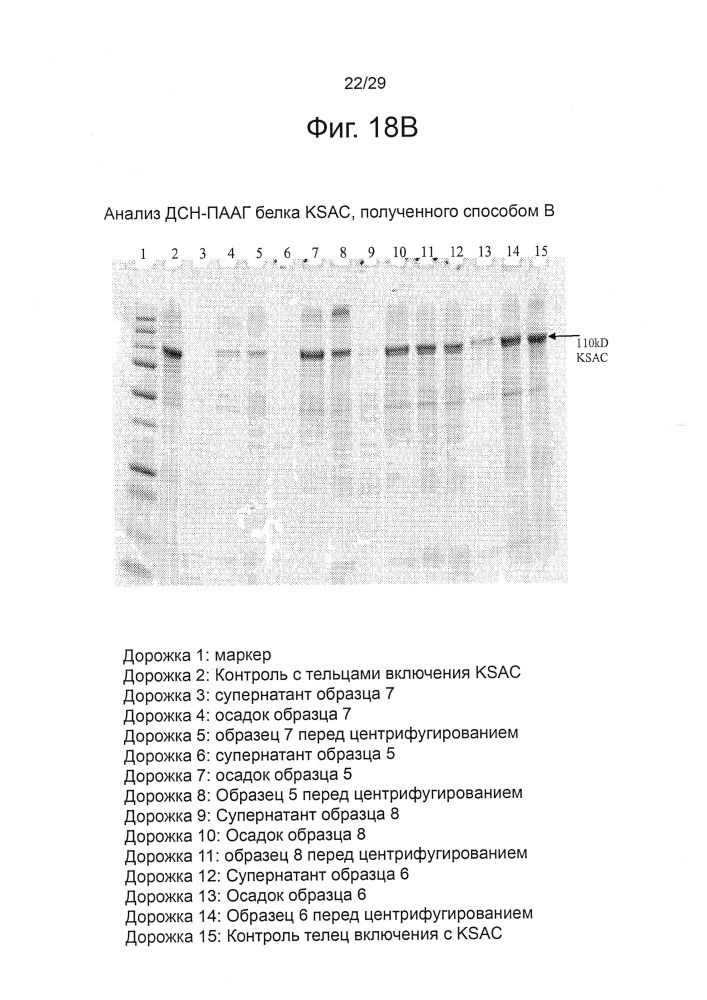 Экспрессия химерного белка ksac и способ получения растворимых белков с помощью высокого давления (патент 2647568)