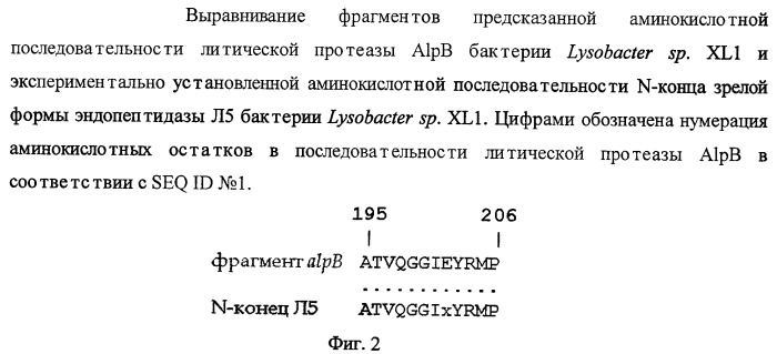 Литическая протеаза alpb бактерии lysobacter sp. xli, фрагмент днк, кодирующий литическую протеазу alpb бактерии lysobacter sp. xli, и способ получения литической протеазы alpb бактерии lysobacter sp. xli (патент 2408725)