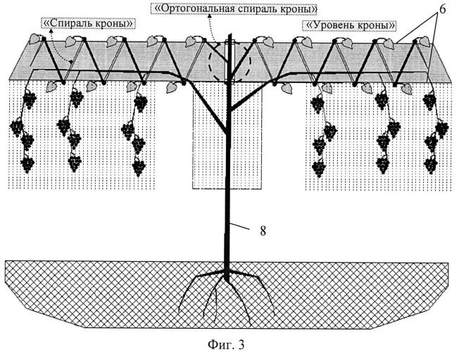 Способ формирования вертикально ориентированного ствола винограда на общей площади его посадки (вариант русской логики) (патент 2537328)