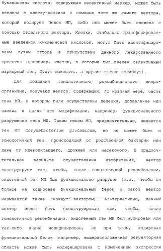 Гены corynebacterium glutamicum, кодирующие белки метаболических путей (патент 2306339)