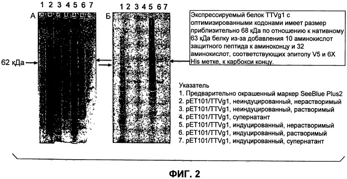 Выделенная полинуклеотидная молекула, кодирующая вирус torque teno, молекула рнк и вектор экспрессии (патент 2502801)