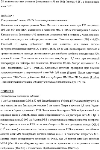 Антитела человека, обладающие активностью связывания c mn и нейтрализации клеточной адгезии (патент 2317998)