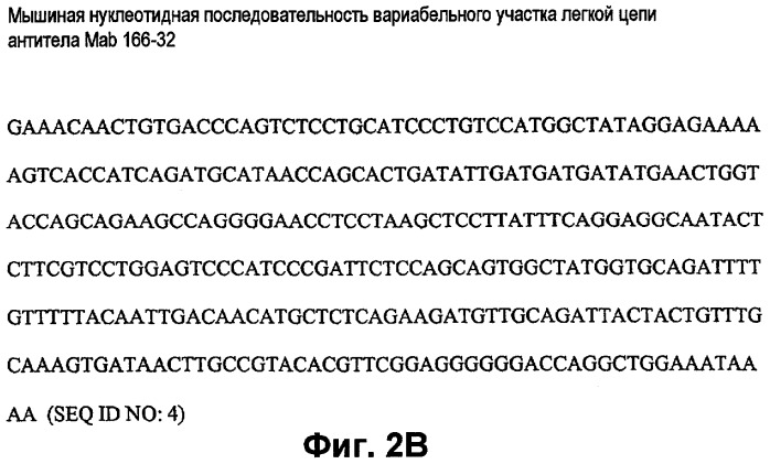 Гуманизированные антитела к фактору d и их применения (патент 2474589)