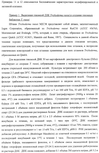Модифицированная ксиланаза (патент 2394909)