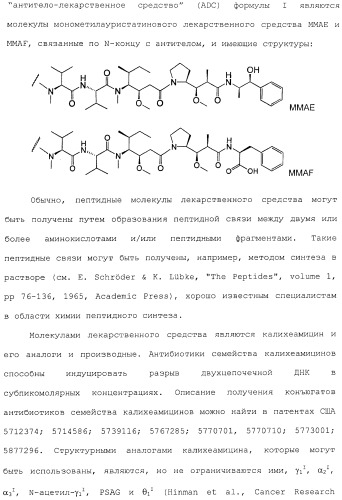 Антитела, сконструированные на основе цистеинов, и их конъюгаты (патент 2412947)