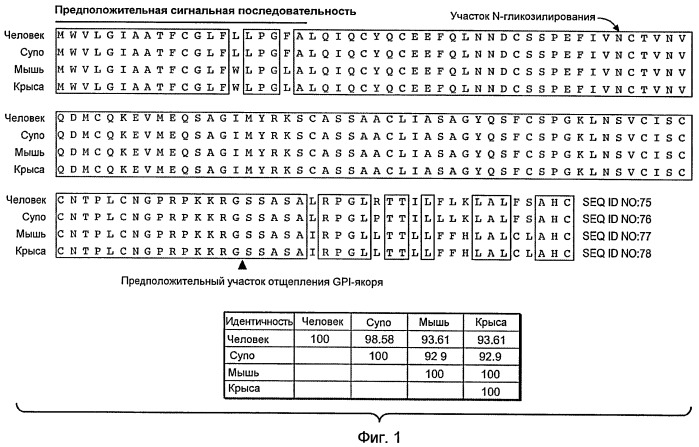 Анти-тат226 антитела и иммуноконъюгаты (патент 2448980)