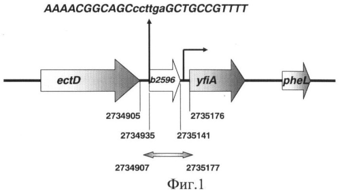 Рекомбинантная плазмидная днк pyfi-gfp, кодирующая продукцию флюоресцентного белка gfpaav и штамм бактерий escherichia coli jm109-pyfi, продуцирующий флюоресцентный белок gfpaav в присутствии токсических агентов (патент 2384620)