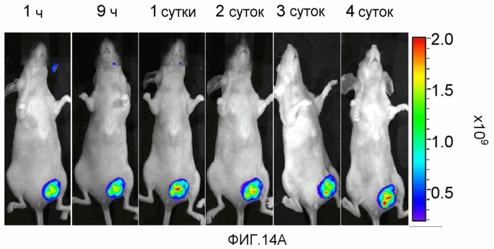 Конъюгаты rgd-(бактерио)хлорофилл для фотодинамической терапии и визуализации некротических опухолей (патент 2518296)