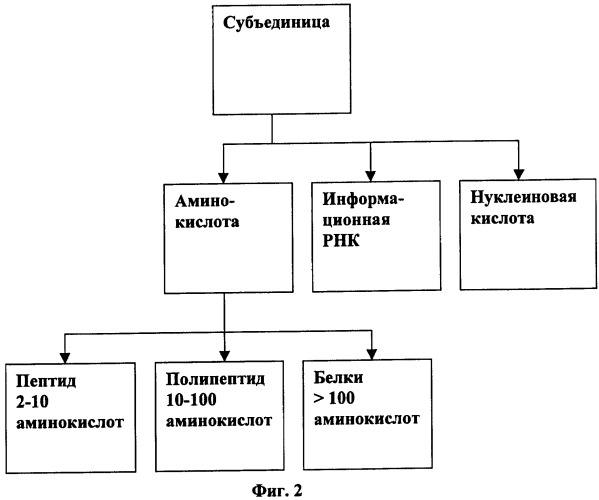 Иммуногенная композиция и способ разработки вакцины, основанной на участках матричного белка вич (патент 2403915)