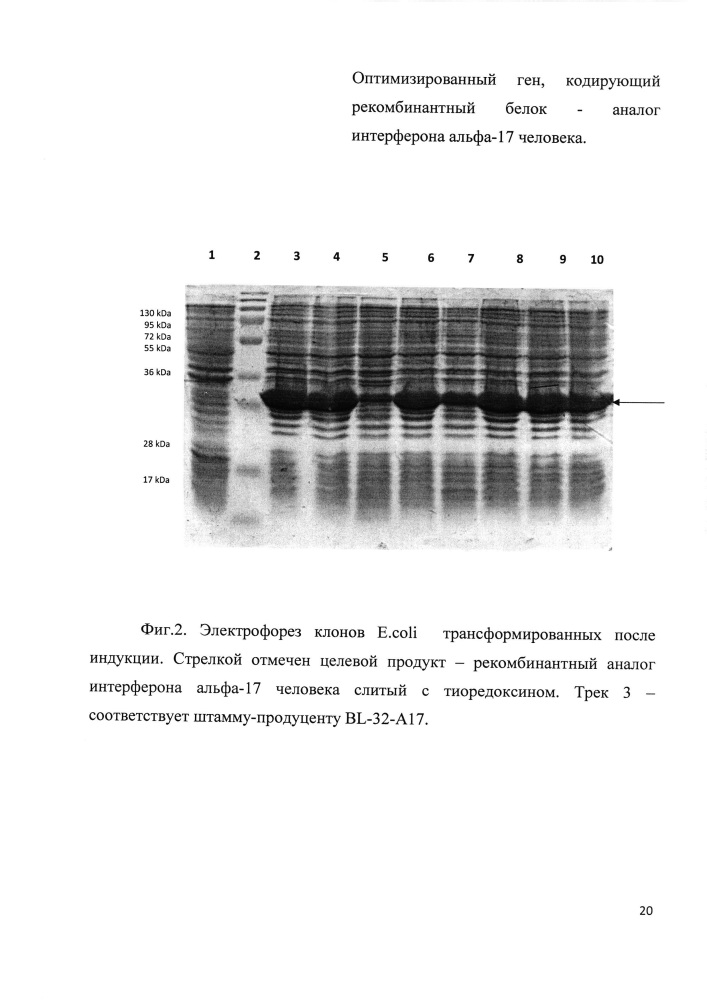 Оптимизированный ген, кодирующий рекомбинантный белок - аналог интерферона альфа-17 человека (патент 2620073)
