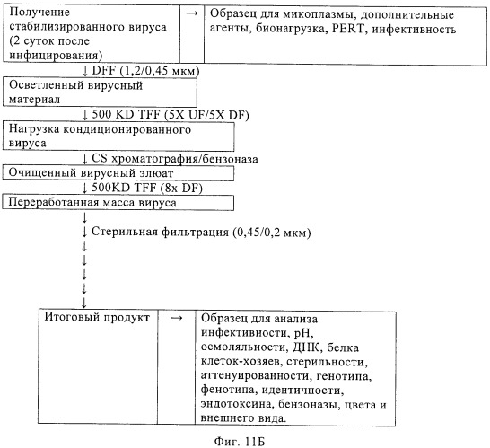 Линии клеток почки собаки майдин-дэрби (mdck), поддерживающие рост вирусов до высоких титров, и способ применения этих клеток в биореакторе (патент 2487935)