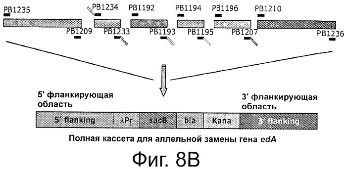 Плазмида без устойчивости к антибиотику (патент 2548809)