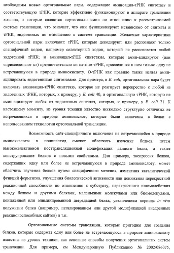 Система экспрессии компонентов ортогональной трансляции в эубактериальной клетке-хозяине (патент 2467069)