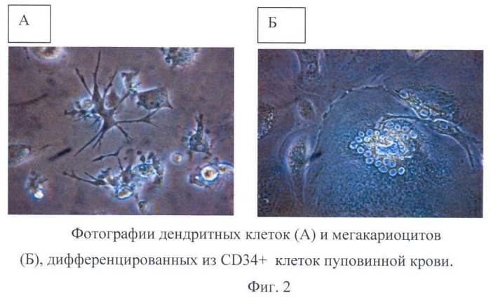 Способ экспансии cd34+ гематопоэтических клеток (патент 2469086)
