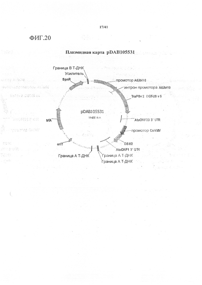 Синтетические транзитные пептиды хлоропласта из brassica (патент 2636035)