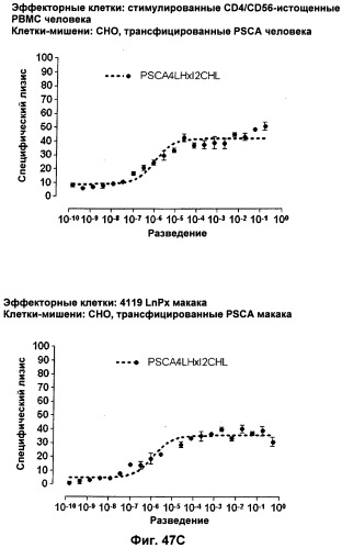 Pscaxcd3, cd19xcd3, c-metxcd3, эндосиалинxcd3, epcamxcd3, igf-1rxcd3 или fap-альфаxcd3 биспецифическое одноцепочечное антитело с межвидовой специфичностью (патент 2547600)