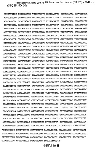 Глюкоамилаза trichoderma reesei и ее гомологи (патент 2394101)