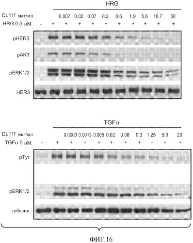 Антитела к her (патент 2504553)