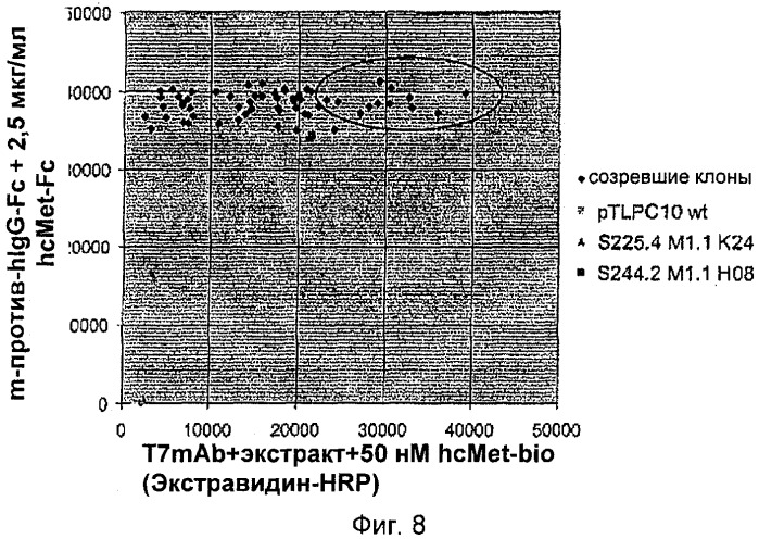 Мутеины липокалина слезной жидкости, обладающие аффинностью к с-мет рецепторной тирозинкиназе человека и способы их получения (патент 2515063)