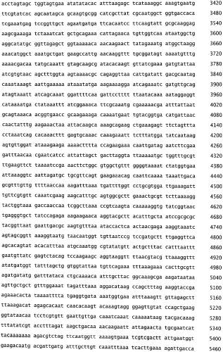 Бактериофаг, обладающий активностью против pseudomonas aeruginosa, белки бактериофага и способы их применения (патент 2580248)