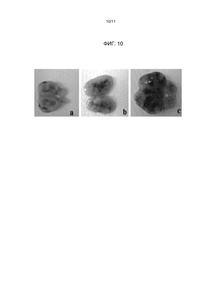 Онколитические штаммы clostridium ghonii, способы получения и применения (патент 2667432)