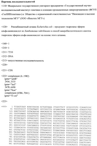 Рекомбинантный штамм escherichia coli - продуцент гидролазы эфиров альфа-аминокислот из xanthomonas rubrilineans и способ микробиологического синтеза гидролазы эфиров альфа-аминокислот на основе этого штамма (патент 2499830)