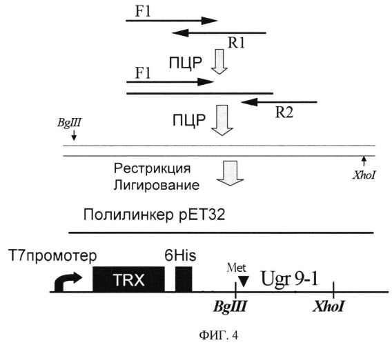 Анальгетический пептид из морской анемоны urticina grebelnyi (патент 2521657)