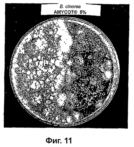 Композиции на основе arthrospira и их применение (патент 2412990)