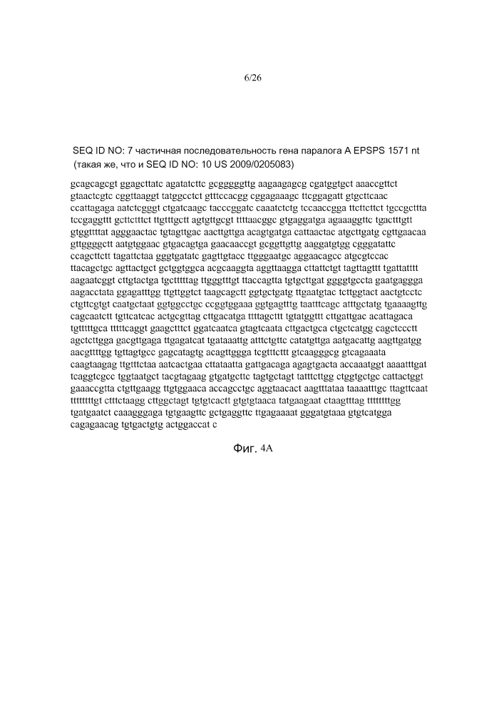 Конструкт и способ для экспрессии трансгенов с использованием двунаправленного конститутивного промотора brassica (патент 2619178)