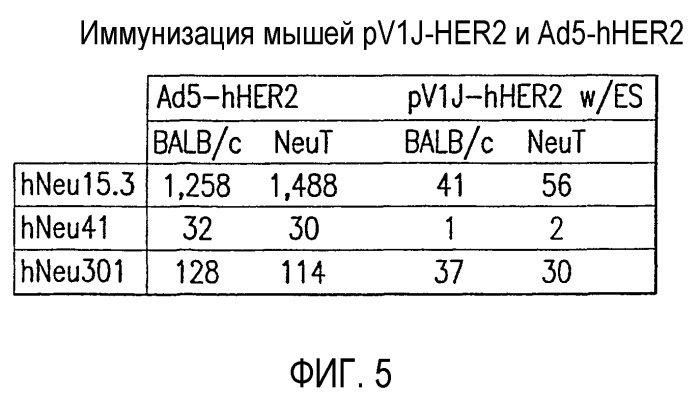Синтетическая молекула нуклеиновой кислоты (варианты), экспрессионный вектор для клеток млекопитающего, клетка млекопитающего хозяина и способ экспрессии человеческого белка антигена эпидермального фактора роста-2 (her2/neu) или его укороченной формы (патент 2397249)
