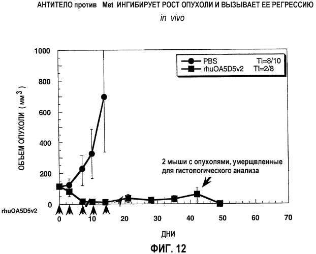 Гуманизированные антагонисты, направленные против c-met (патент 2398777)