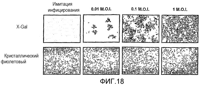 Применение вируса миксомы для терапевтического лечения рака и хронической вирусной инфекции (патент 2362584)