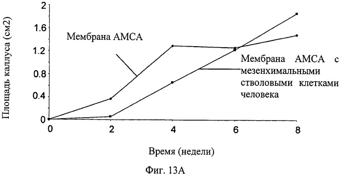 Мембрана для регенерации ткани (патент 2532345)