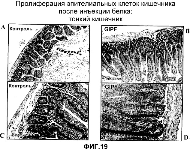 Желудочно-кишечный пролиферативный фактор и его применения (патент 2343158)