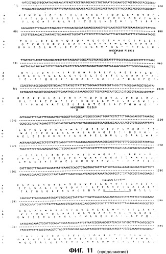 Vgc2 днк salmonella typhimurium, мутантная бактерия, обладающая пониженной способностью к адаптации к условиям окружающей среды, и способ ее получения (патент 2370541)