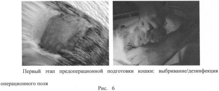 Способ овариогистерэктомии кошек по боковому доступу (патент 2396923)