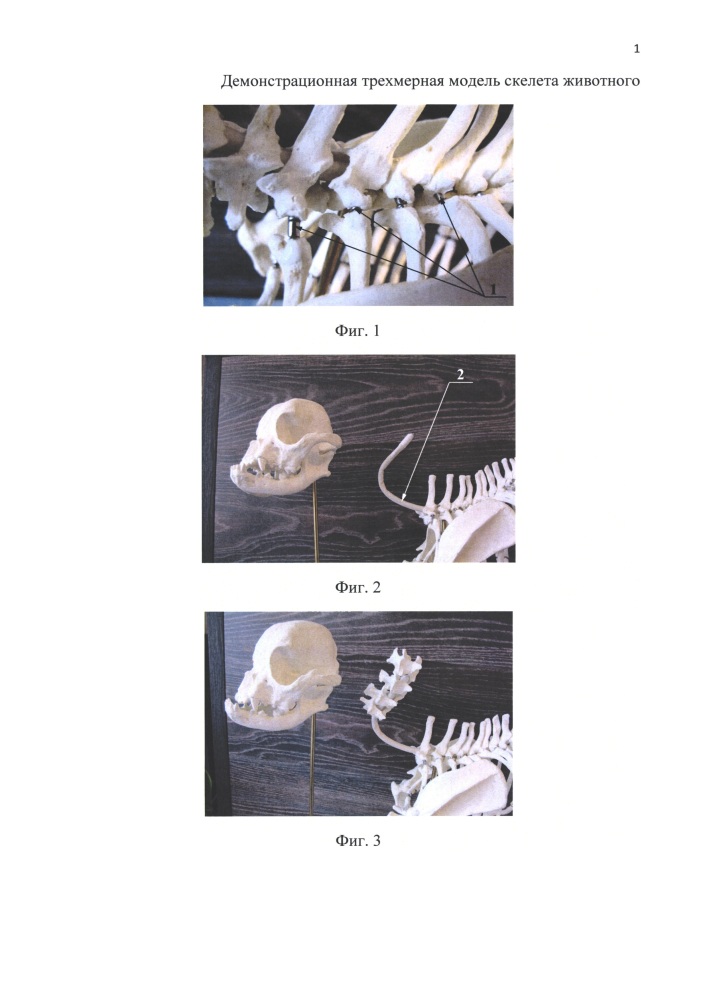Демонстрационная трехмерная модель скелета животного (патент 2664966)