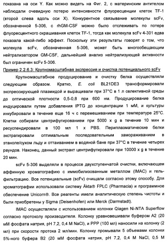 Антитела-нейтрализаторы гранулоцитарно-макрофагального колониестимулирующего фактора человека (патент 2458071)