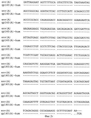 Экспрессионная плазмидная днк pbmc-gp140(a)-hum (патент 2346044)