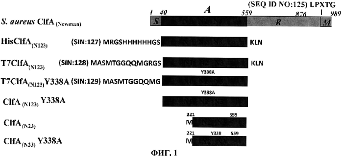 Стабильные иммуногенные композиции антигенов staphylococcus aureus (патент 2570730)