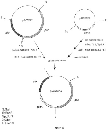 Штамм enterobacter agglomerans, способ получения l-глутаминовой кислоты (варианты) и способ получения микроорганизма для выработки l-глутаминовой кислоты (патент 2261272)