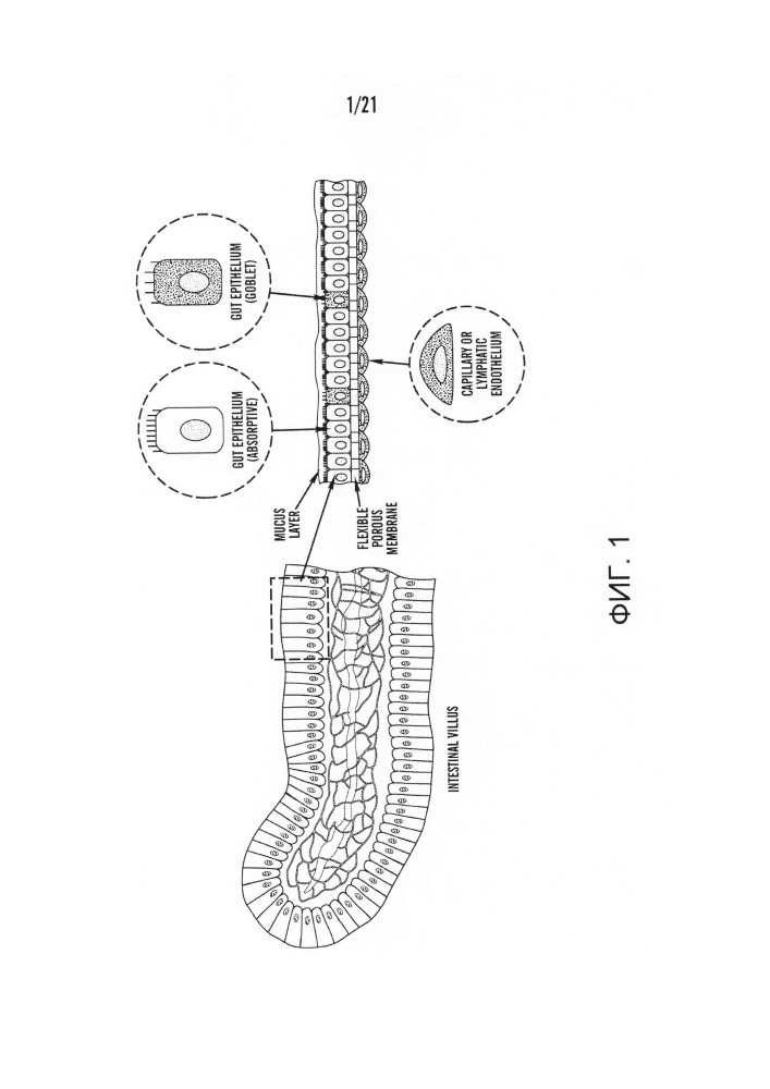 Система культивирования клеток (патент 2612915)