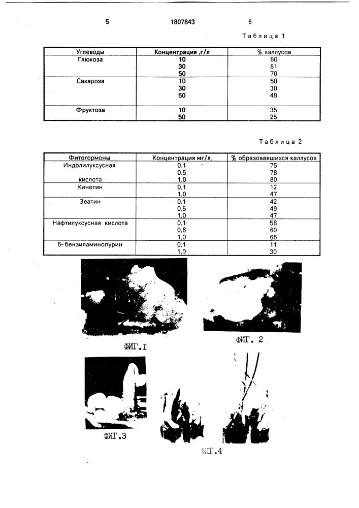 Способ микроразмножения шафрана посевного (crocus sатivus l.) (патент 1807843)
