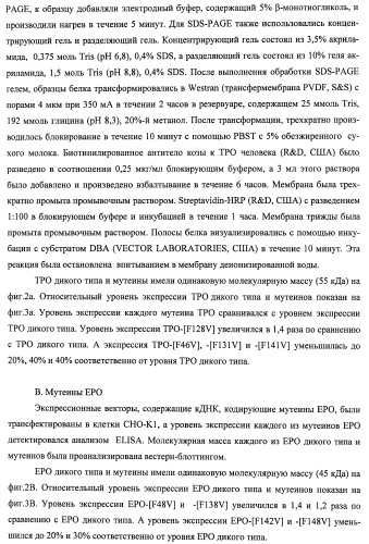 Вариант еро, обладающий повышенным сродством связывания с рецептором и сниженным антигенным потенциалом, днк, кодирующая такой вариант еро, рекомбинантный экспрессионный вектор, содержащий такую днк, клетка-хозяин, трансформированная или трансфектированная таким вектором, способ получения такого варианта еро и фармацевтическая композиция, содержащая такой вариант еро (патент 2432360)