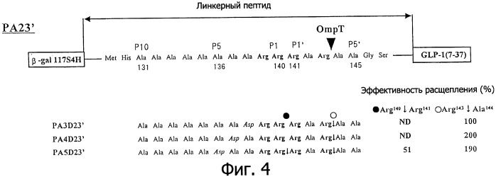 Способ расщепления полипептидов с использованием варианта протеазы оmpт (патент 2395582)