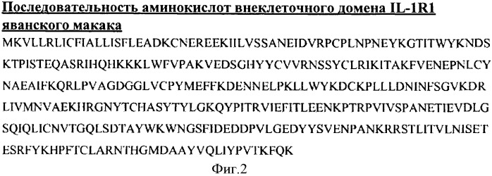 Члены связывания против il-1r1 (патент 2555532)