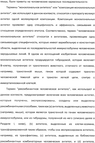 Человеческие моноклональные антитела к рецептору эпидермального фактора роста (egfr), способ их получения и их использование, гибридома, трансфектома, трансгенное животное, экспрессионный вектор (патент 2335507)