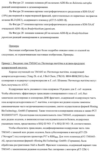 Бактерия семейства enterobacteriaceae - продуцент l-аспарагиновой кислоты или метаболитов, производных l-аспарагиновой кислоты, и способ получения l-аспарагиновой кислоты или метаблитов, производных l-аспарагиновой кислоты (патент 2472853)