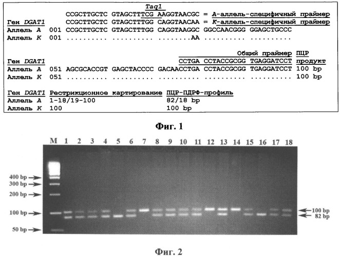 Способ проведения пцр-пдрф для генотипирования крупного рогатого скота по аллелям а и к гена dgat1 (патент 2528743)