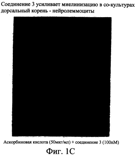 Производные пентадикарбоновой кислоты, фармацевтическая композиция на их основе и способы лечения (патент 2268881)